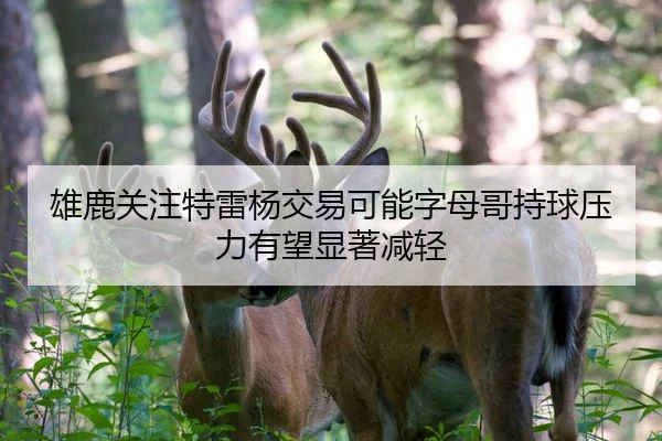 雄鹿关注特雷杨交易可能字母哥持球压力有望显著减轻